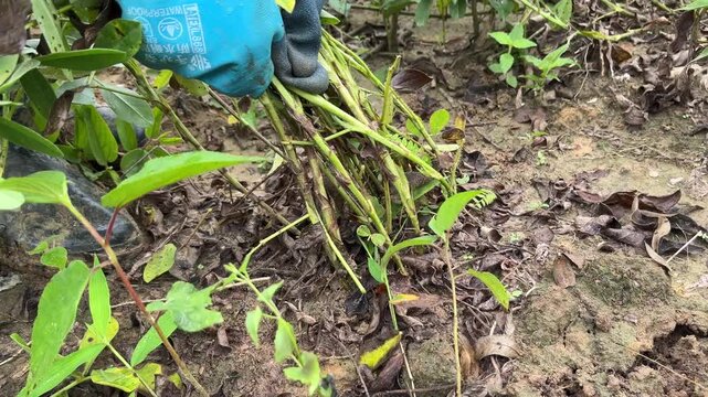 Hand holding freshly uprooted peanut plants with roots and pods, captured in a lush green farmland during harvest season.