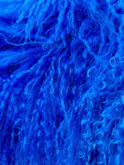 Llama blue fur  background