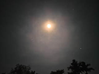 Naklejka premium full moon behind the silhouette of trees at night
