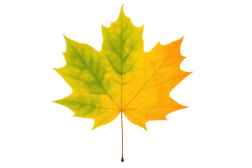 Fototapeta premium Maple leaf displaying vibrant autumn colors changing from green to yellow, isolated with a transparent background