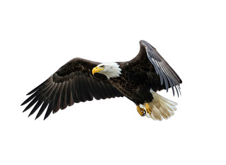 Naklejka premium Bald Eagle Soaring Against White Background
