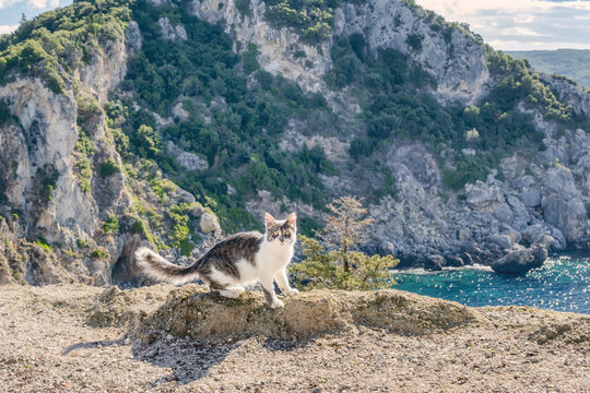 A cute cat posing on a stunning observation point with a wonderful view overlooking the rocky cliffs and coast of Paleokastritsa Bay, Corfu, Greece