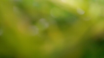 Green bokeh blur noise grainy abstract background
