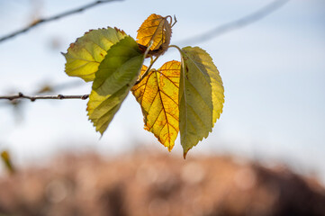 晩秋の光を透かす葉っぱ
