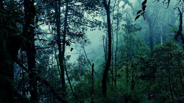 Surreal shot of grim exotic jungle covered with haze and overgrown with branched trees. Forbidden foggy forest full of interwoven tropical plants. Lush vegetation in gloomy rainforest.