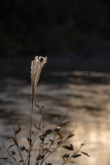 晩秋の陽光と河原のススキ