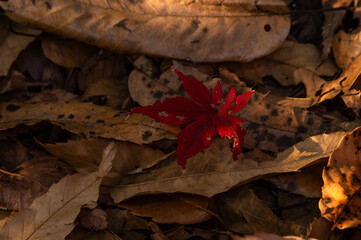 晩秋の木漏れ日に照らされるモミジと落ち葉