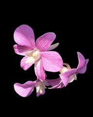Obraz premium pink orchid isolated on black, Group isolation 3 Orchid 