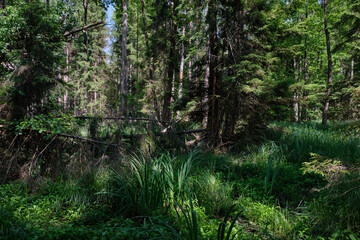 Dense mixed forest with lush understory and natural vegetation in summer light
