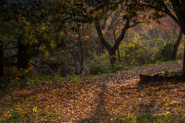 木漏れ日が照らす嵐山渓谷、晩秋の落ち葉の小道