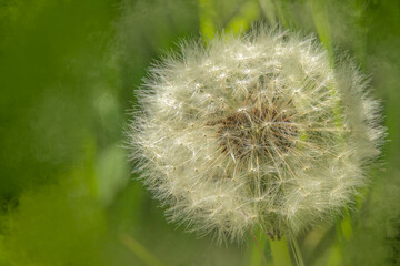 Dandelion seed head clock close up on bright green background soft focus