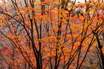 深まる秋を彩る紅葉したモミジの森