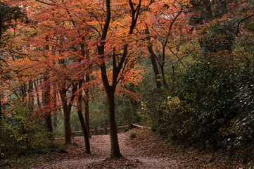 Fototapeta premium 晩秋の嵐山渓谷のモミジと落ち葉の登山道