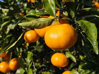 Fresh tangerines from Jeju Island, Korea