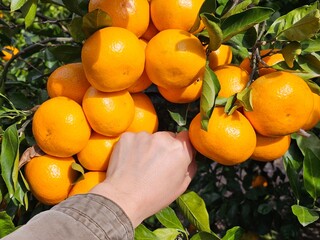 Fresh tangerines from Jeju Island, Korea