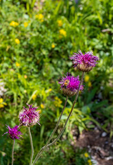 Background, meadow vegetation, variety of grasses and plants, green background