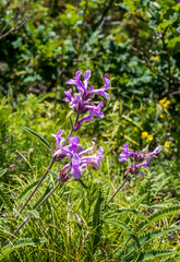 Obraz premium Background, meadow vegetation, variety of grasses and plants, green background