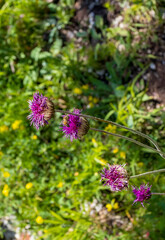 Background, meadow vegetation, variety of grasses and plants, green background