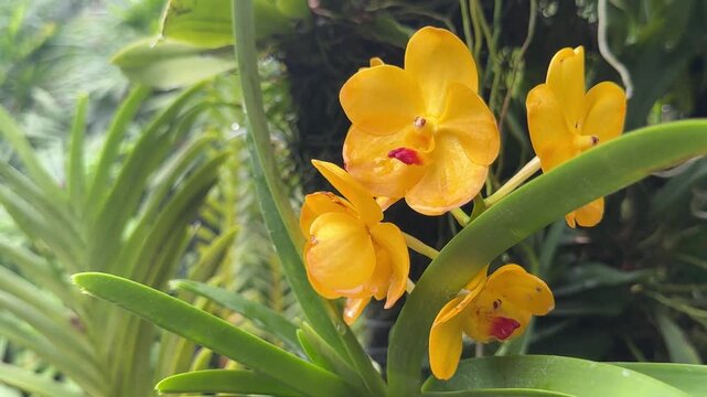 Closeup of Beautiful Vanda Orchid in a Tree (Orchidaceae)