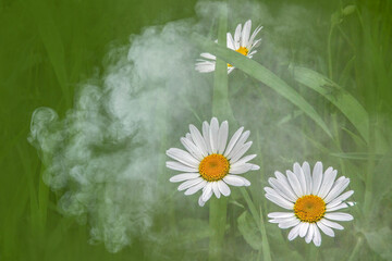 Oxeye Daisy with white petals and yellow center in green field with smoke at dawn
