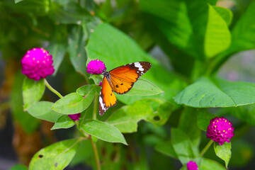 A beautiful butterfly sips sweet nectar from the vibrant garden flowers