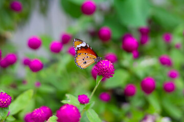 A beautiful butterfly sips sweet nectar from the vibrant garden flowers