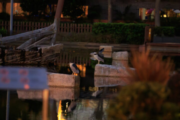 Golden Sentinel: A Black-Crowned Night Heron Watching Over a Garden Pond