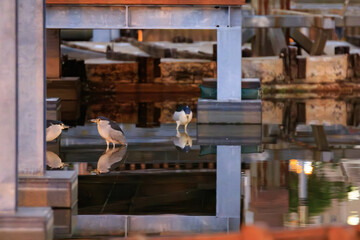 Night Heron Reflected in Shallow Lagoon at Dusk