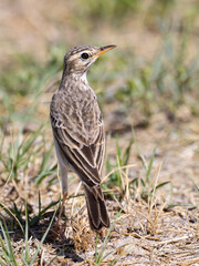 African Pipit (Gewone Koester) (Anthus cinnamomeus) near Namutoni, Etosha National Park, Namibia 