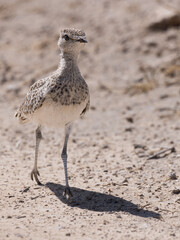 Double-banded Courser (Dubbelbanddrawwertjie) (Rhinoptilus africanus) near Namutoni, Etosha National Park, Namibia 