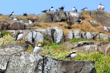 Obraz premium Flying puffin