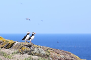 Obraz premium Puffins watching ocean