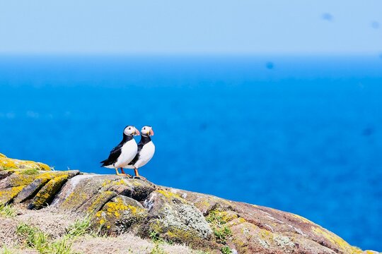 Puffins couple watching ocean - Powered by Adobe