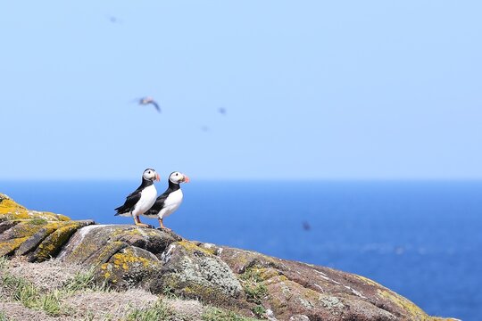 Puffins watching ocean