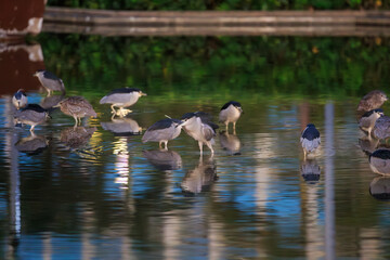 Night Heron Reflected in Shallow Lagoon at Dusk