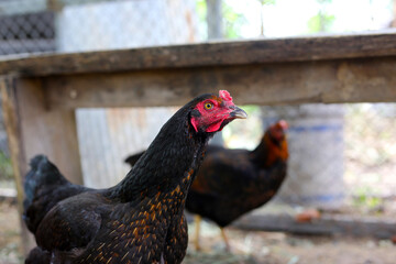 Chickens on the farm, close-up