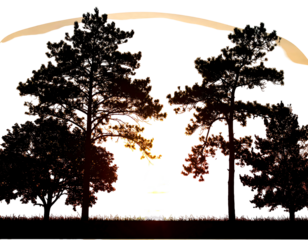 Silhouetted trees flank the bright, sunlit horizon, casting long shadows. A radiant sunset glows between the dark trunks