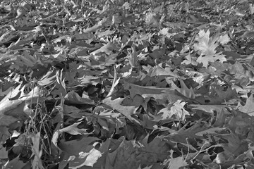 Autumn Oak Leaves on Ground - Nature, Fall, Seasonal Change Photography for Posters