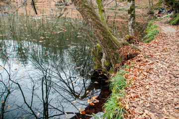 Fototapeta premium autumn leaves and tree reflections to lake water in the forest, yedigoller, bolu