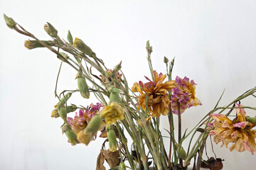 Dried Floral Arrangement on White Background for Rustic Home Decor and Design