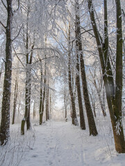 Fototapeta premium winter forest in the snow