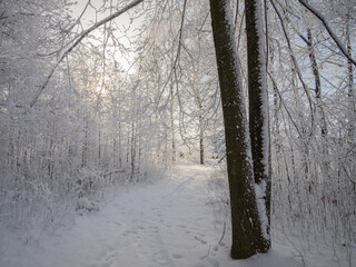 winter forest in the snow