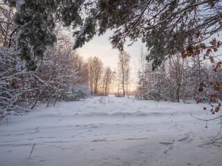 snow covered trees in the park