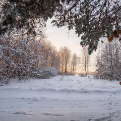 snow covered trees