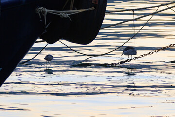 Industrial Harmony: Black-Crowned Night Herons Foraging on Harbor Chains
