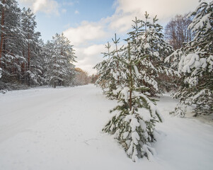 Obraz premium snow covered trees in winter