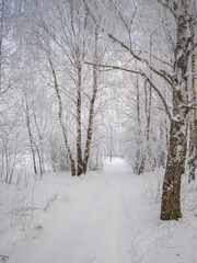 Fototapeta premium winter road in the forest