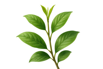 Fototapeta premium Green plant stem with fresh vibrant leaves growing, symbolizing nature, ecology, and new life on transparent background