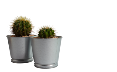 Small green spiky cacti in shiny silver pots against a clean white background, showcasing minimalist indoor plant decor