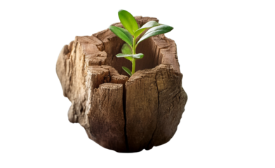 New growth emerging from a weathered piece of wood